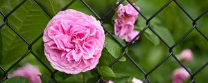 Preview wallpaper rose, petals, flower, leaves, lattice