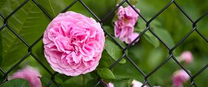 Preview wallpaper rose, petals, flower, leaves, lattice