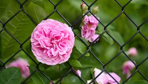 Preview wallpaper rose, petals, flower, leaves, lattice