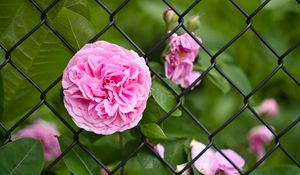 Preview wallpaper rose, petals, flower, leaves, lattice