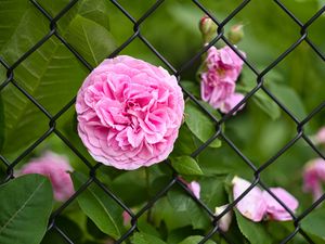 Preview wallpaper rose, petals, flower, leaves, lattice