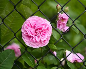 Preview wallpaper rose, petals, flower, leaves, lattice