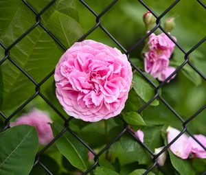 Preview wallpaper rose, petals, flower, leaves, lattice