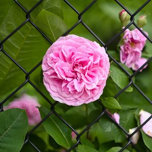 Preview wallpaper rose, petals, flower, leaves, lattice