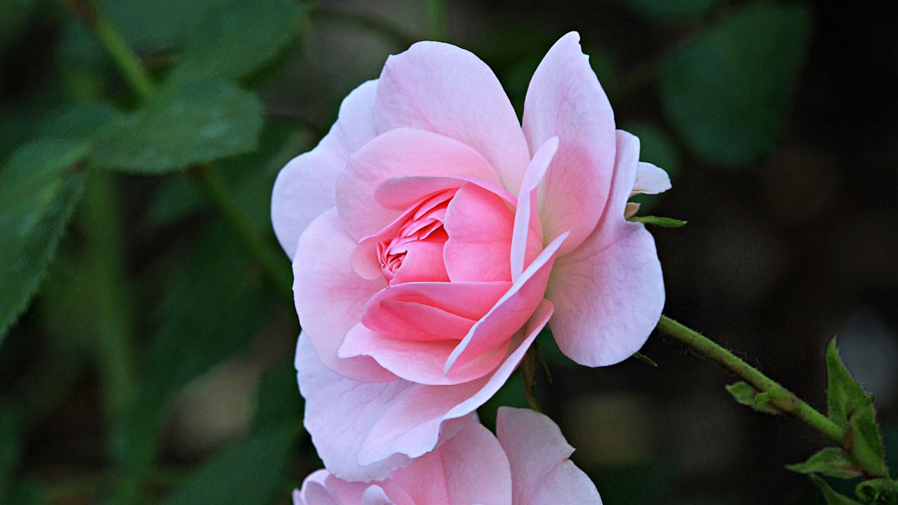 Wallpaper rose, petals, flower, pink, macro