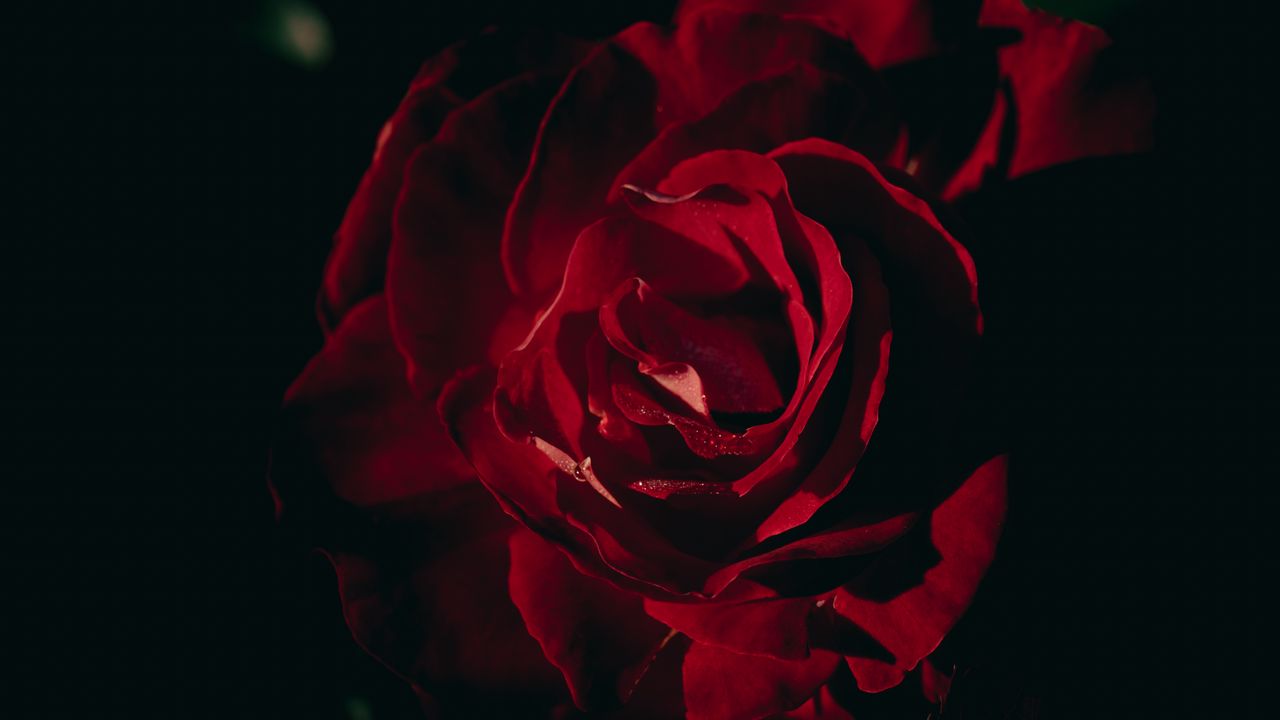 Wallpaper rose, petals, flower, red, dark