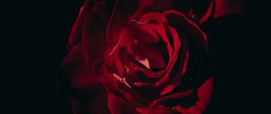 Preview wallpaper rose, petals, flower, red, dark