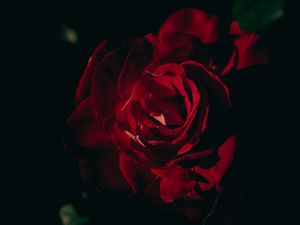 Preview wallpaper rose, petals, flower, red, dark