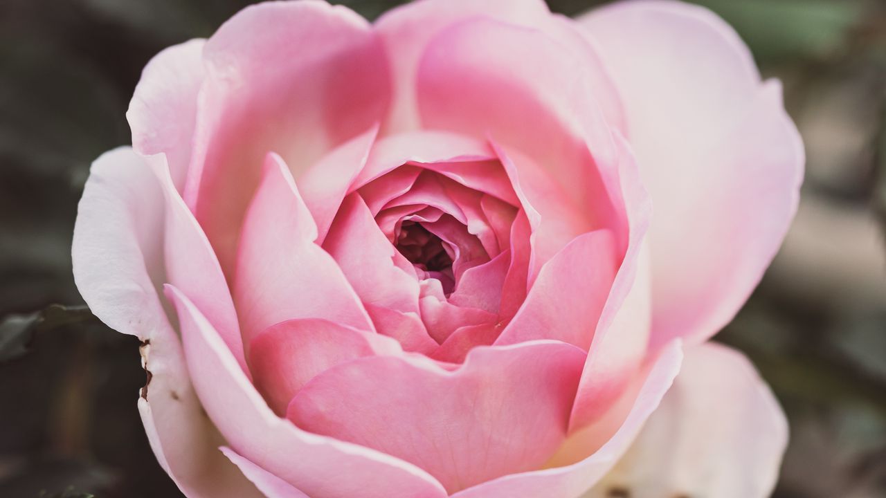 Wallpaper rose, petals, flower, macro, pink