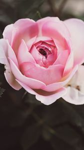 Preview wallpaper rose, petals, flower, macro, pink