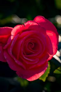 Preview wallpaper rose, petals, flower, pink, sunlight