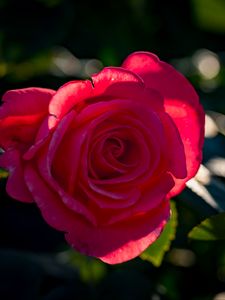 Preview wallpaper rose, petals, flower, pink, sunlight