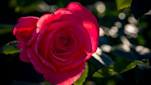 Preview wallpaper rose, petals, flower, pink, sunlight