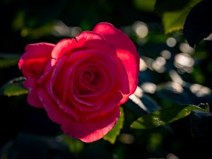 Preview wallpaper rose, petals, flower, pink, sunlight