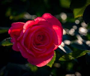 Preview wallpaper rose, petals, flower, pink, sunlight
