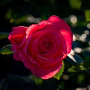 Preview wallpaper rose, petals, flower, pink, sunlight