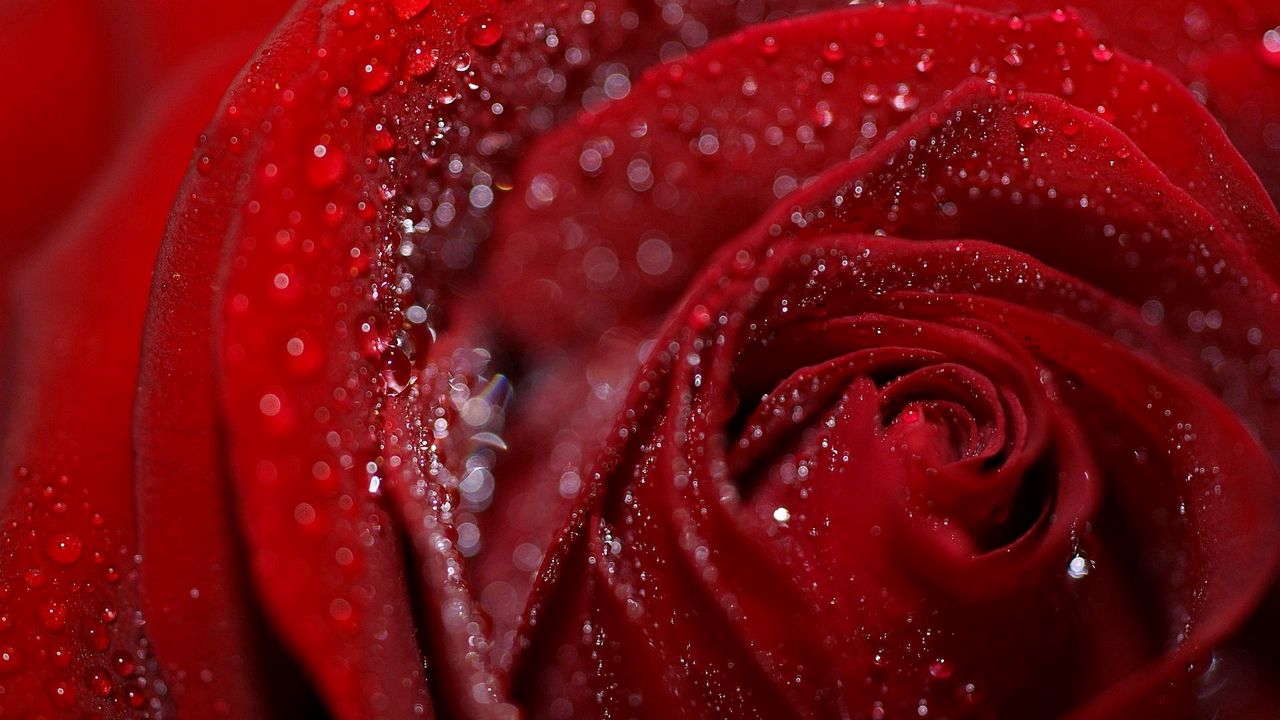 Wallpaper rose, petals, flower, drops, dew, wet