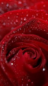 Preview wallpaper rose, petals, flower, drops, dew, wet