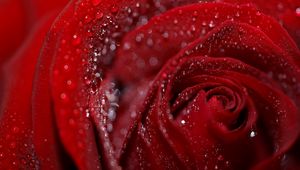 Preview wallpaper rose, petals, flower, drops, dew, wet