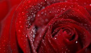 Preview wallpaper rose, petals, flower, drops, dew, wet