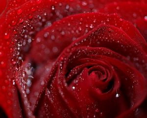 Preview wallpaper rose, petals, flower, drops, dew, wet