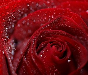 Preview wallpaper rose, petals, flower, drops, dew, wet