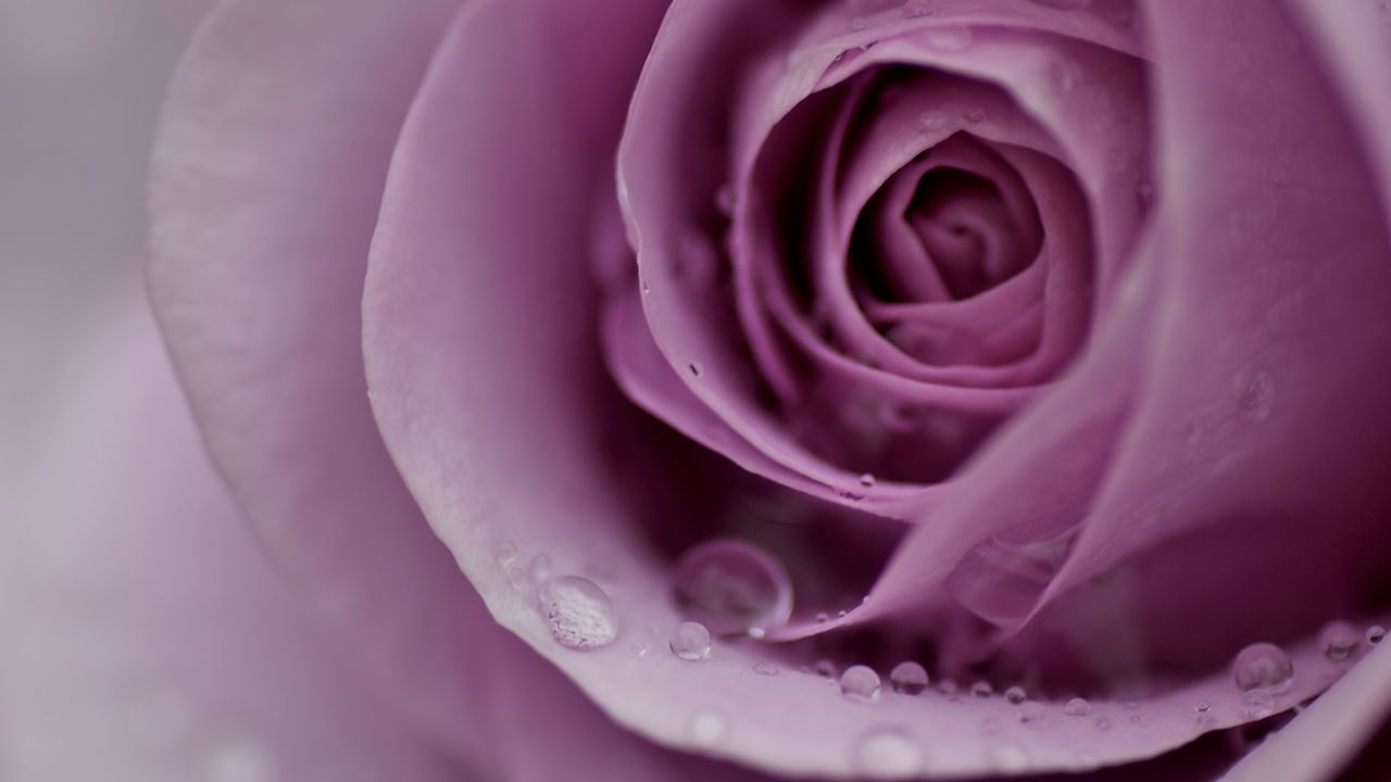 Wallpaper rose, petals, flower, gentle