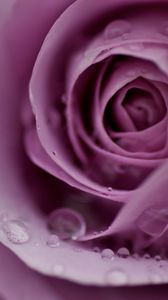Preview wallpaper rose, petals, flower, gentle