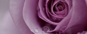 Preview wallpaper rose, petals, flower, gentle