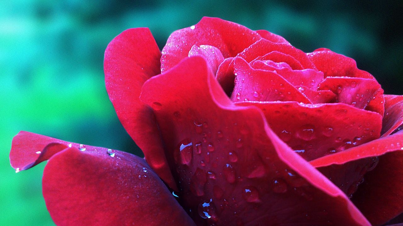 Wallpaper rose, petals, flower, bud, drops