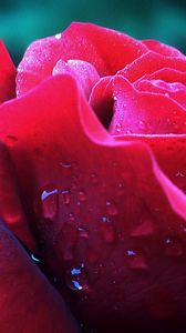 Preview wallpaper rose, petals, flower, bud, drops