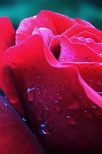 Preview wallpaper rose, petals, flower, bud, drops