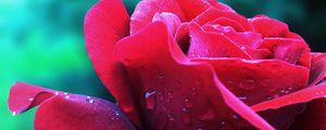 Preview wallpaper rose, petals, flower, bud, drops