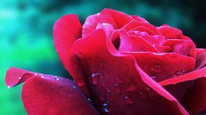 Preview wallpaper rose, petals, flower, bud, drops