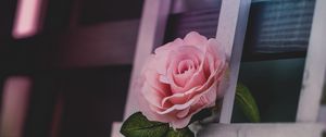 Preview wallpaper rose, petals, flower, boards, tree