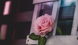 Preview wallpaper rose, petals, flower, boards, tree
