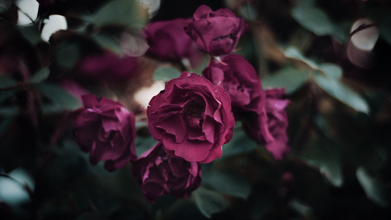 Wallpaper rose, petals, flowerbed, garden, bloom
