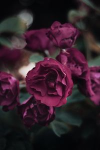 Preview wallpaper rose, petals, flowerbed, garden, bloom