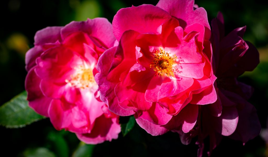 1024x600 Wallpaper rose, petals, flowers, leaves, macro, pink