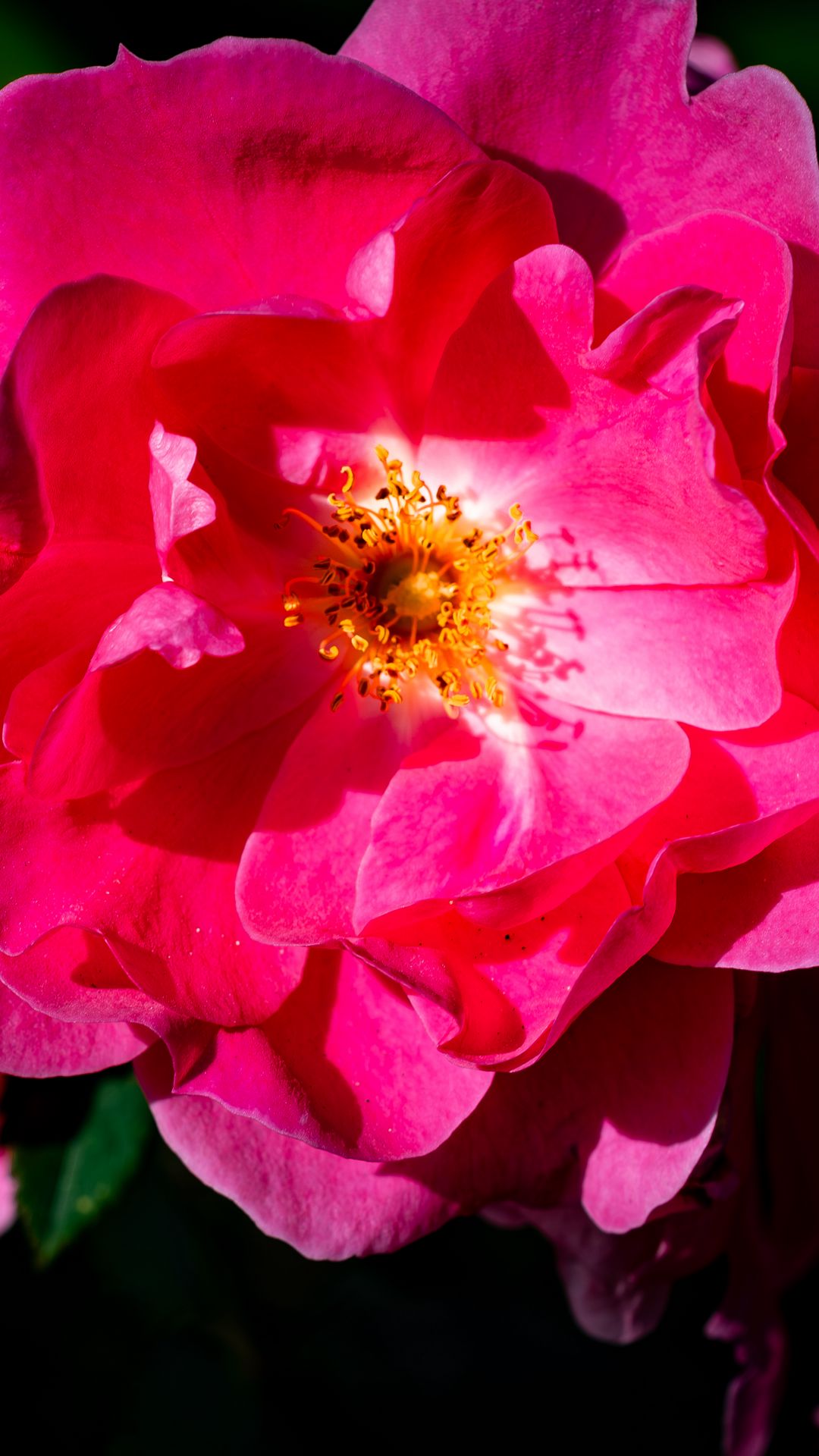 1080x1920 Wallpaper rose, petals, flowers, leaves, macro, pink