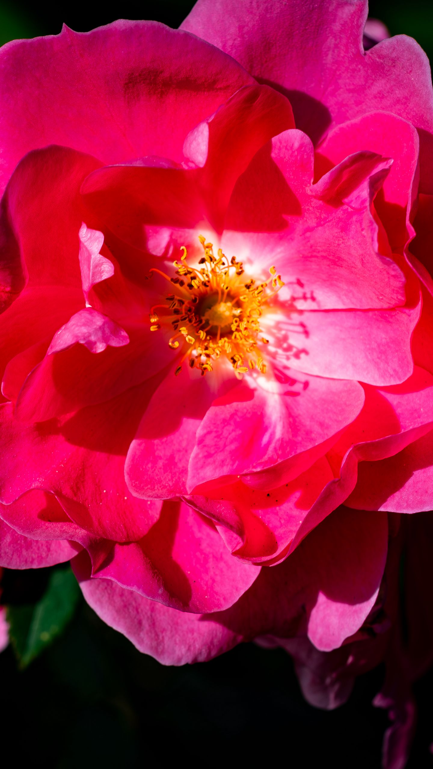 1440x2560 Wallpaper rose, petals, flowers, leaves, macro, pink