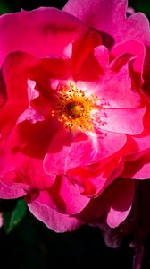 Preview wallpaper rose, petals, flowers, leaves, macro, pink