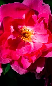 Preview wallpaper rose, petals, flowers, leaves, macro, pink