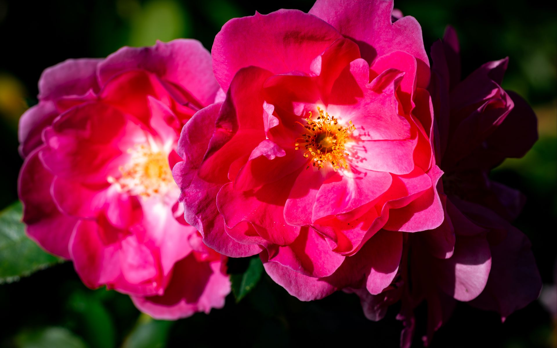 1920x1200 Wallpaper rose, petals, flowers, leaves, macro, pink