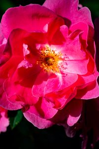 Preview wallpaper rose, petals, flowers, leaves, macro, pink