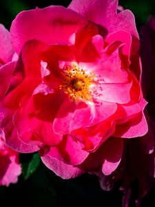 Preview wallpaper rose, petals, flowers, leaves, macro, pink