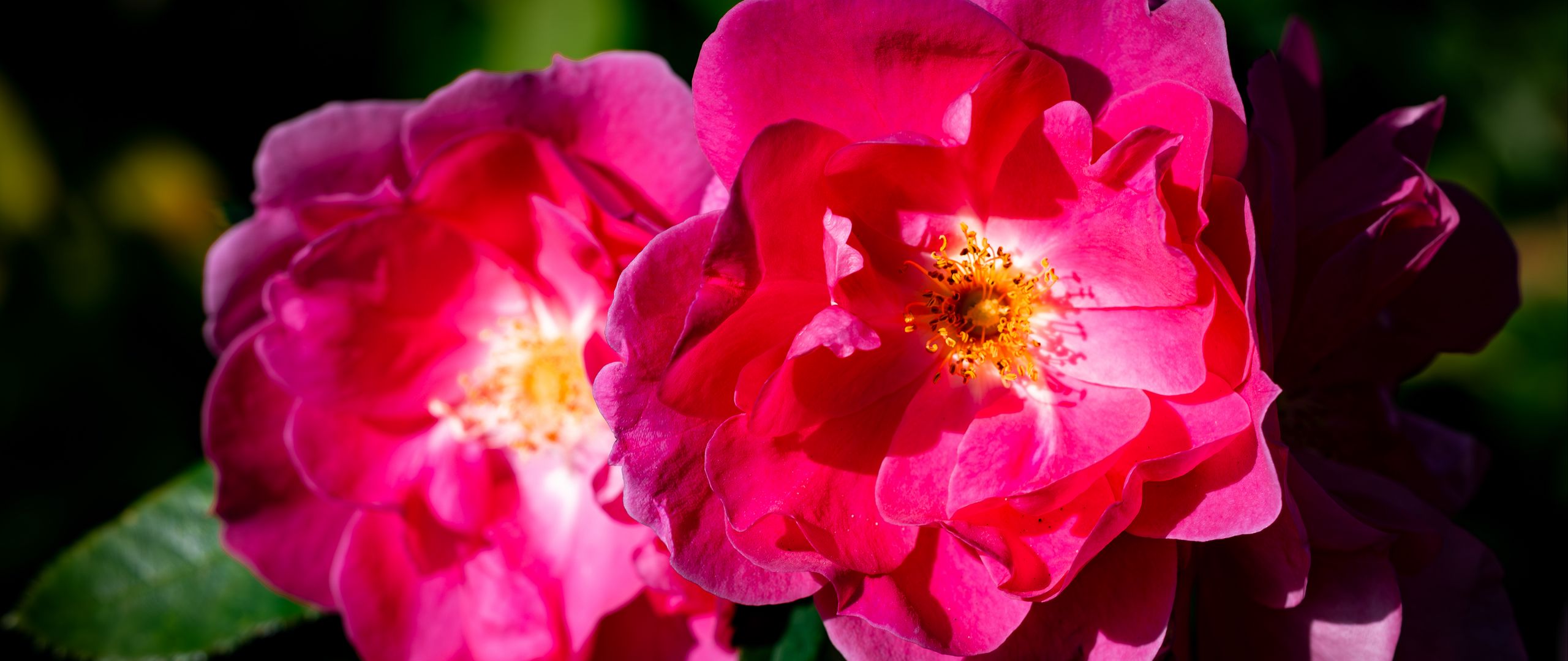 2560x1080 Wallpaper rose, petals, flowers, leaves, macro, pink