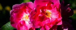 Preview wallpaper rose, petals, flowers, leaves, macro, pink