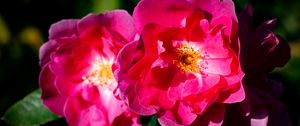 Preview wallpaper rose, petals, flowers, leaves, macro, pink