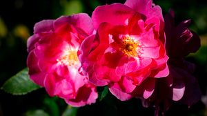 Preview wallpaper rose, petals, flowers, leaves, macro, pink